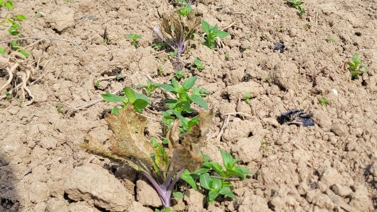 Ravages des altises dans les champs